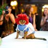 We Were There: Cat Fashion Show at the Algonquin Hotel